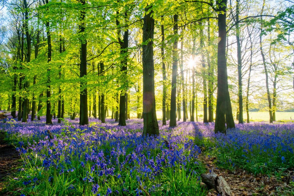 Spring at the Beach Escapes Hythe – Enjoy nature walks, seafood, Easter Egg Hunts and wine tasting in Kent!